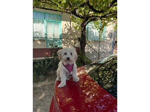 Terrier dostumuz