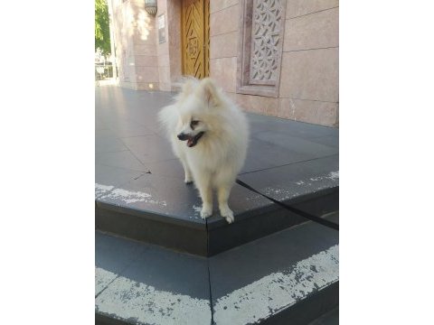 Pomeranian ciğer boo