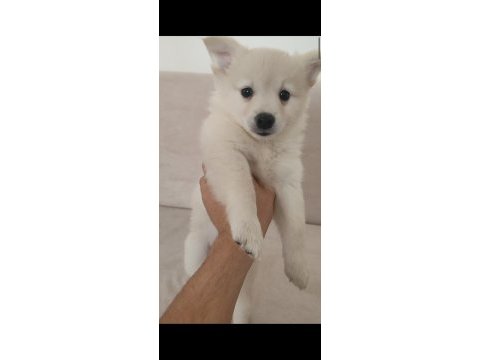 Anne altından çok güzel spitz bebekler