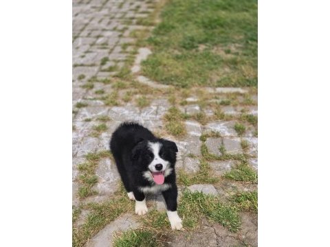 Border collie safkan premıum yavrular
