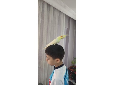 Zamanım olmadığımdan kuşumuzla ilgilenemiyorum