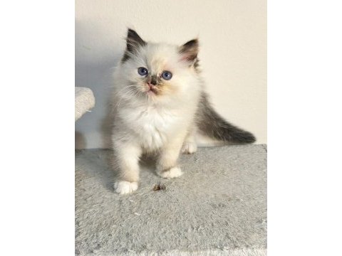 Seal tortie mitted ragdoll yavrular