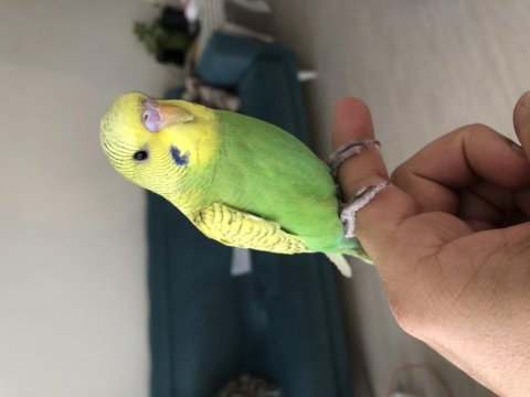 Eşyalarıyla erkek muhabbet kuşu