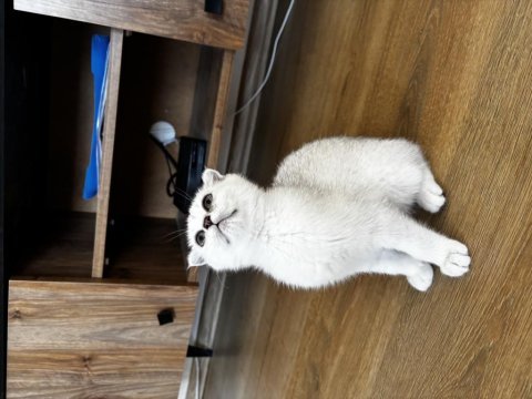 Anne baba şecereli bebek kediler