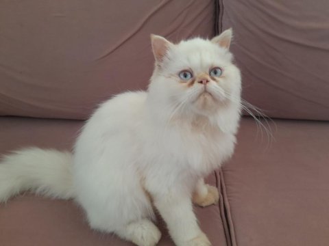 Kar beyaz prens iran kedisi