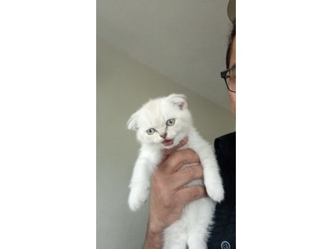 Dişi scottish fold yavru