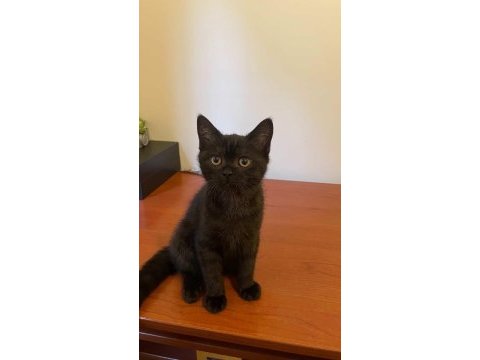 Oyuncu sevecen 3 aylık yavru british shorthair