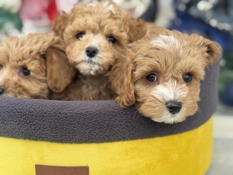 Çok özel yeni gelen kore maltipoo yavrularımız