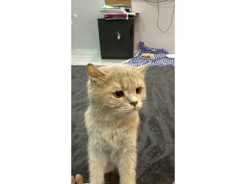 British shorthair yavrumuza yuva aranıyor