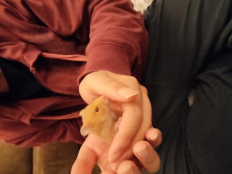 Çok tatlı ve ele alışık minnak hamsterler