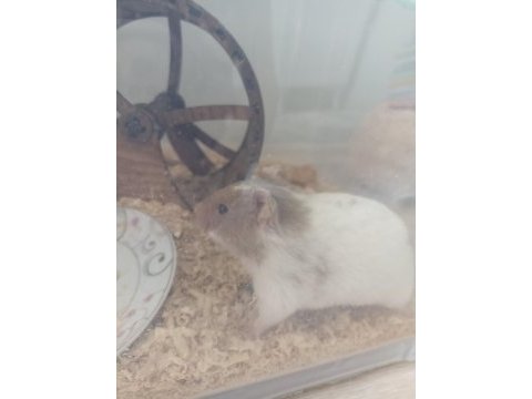 Minik hamster bebeğime yeni yuva