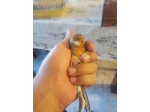 Hazir bangir bangir bagiran bi agat erkek kuşumuz