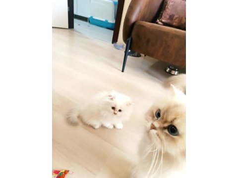 British shorthair yavrular