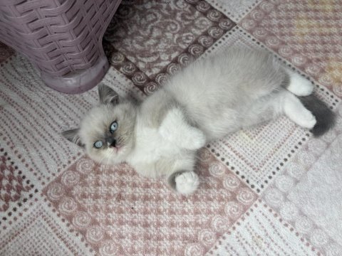 British shorthair blue point