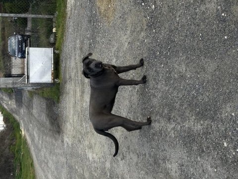 9 aylık safkan cane corso dişi kısırlaştırma yapılmadı