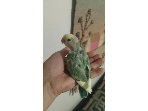 Acil sevda papağanları