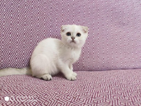Kaliteli rus kedileri british shorthair