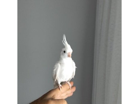 90 günlük albino sultan papağanı