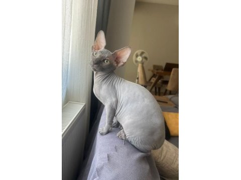 3 aylik sphynx