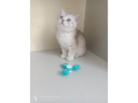 2 aylık british shorthair cinsi kediler
