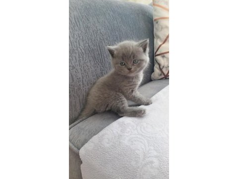 Sevimli british shorthair patiler