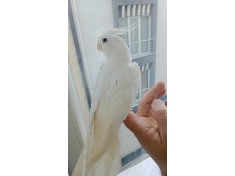 Albino heavy full evcil sultan papağanı