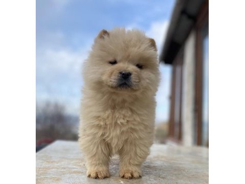 Chow chow köpeğimiz