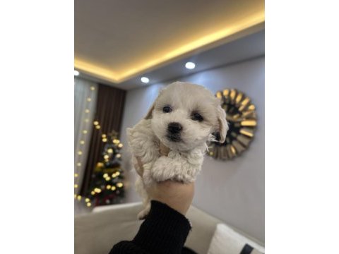 0 numara maltese terrier
