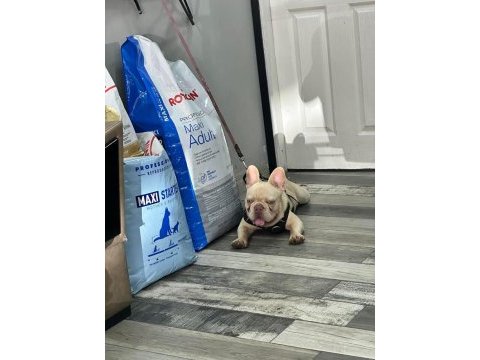 Aslan parçası kimbo fluffy l4 carrier