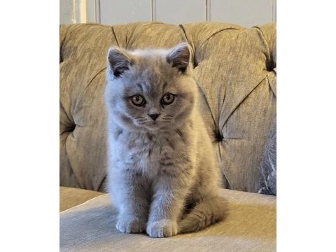 British shorthair lilak yavrularım 