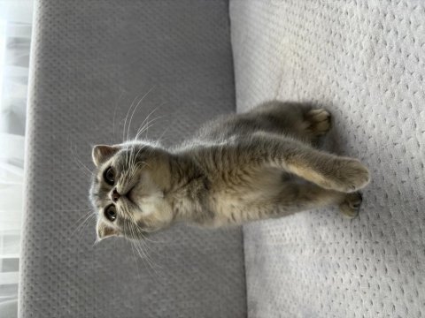 Yuvasını arayan minik scottish fold bebek