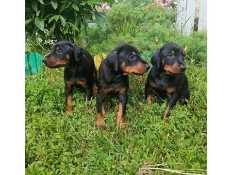 Sağlam doberman yavrular