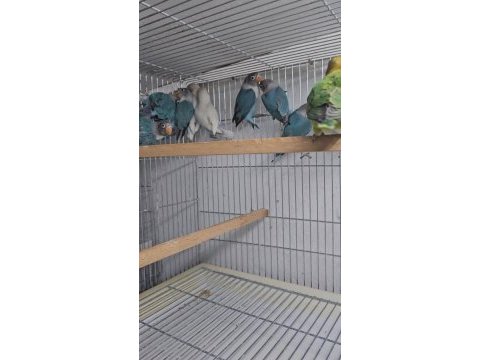 Yavru bebek cennet papağanlar