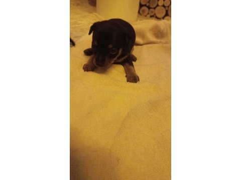 Minyatür pinscher yavruları dişi erkek