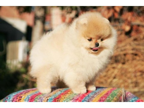 Şecereli ırk garantili pomeranian boo teddy bear