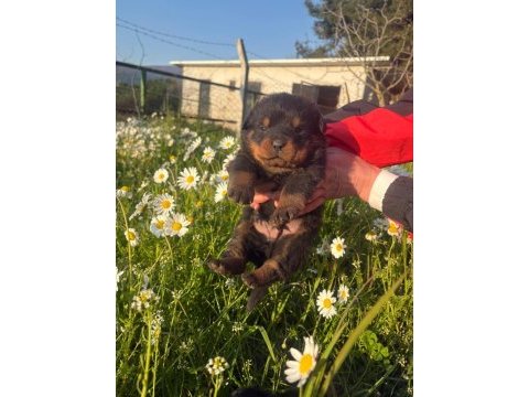 Tecrübeli aileler için asil ve sadık rottweiler yavrular