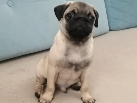 3 aylık pug erkek