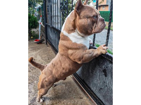Erkek köpeğimiz pixell