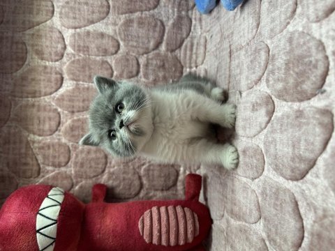 2 aylık dişi british shorthair yavru