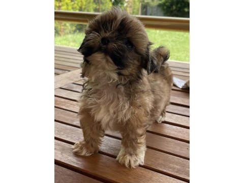 Shih-tzu 81 ile gönderim mevcuttur