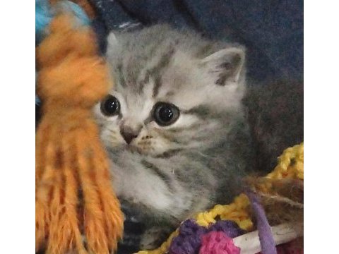 Daha tatlısı british shorthair yok 2 nisan doğumlu dişi