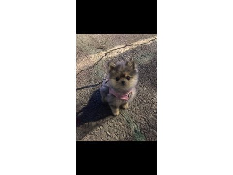 Pomeranian boo uyguna