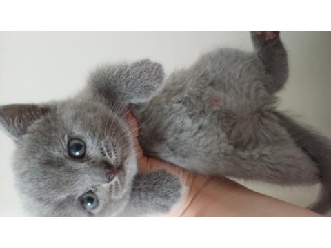 Scottish fold yavrular teslime hazır