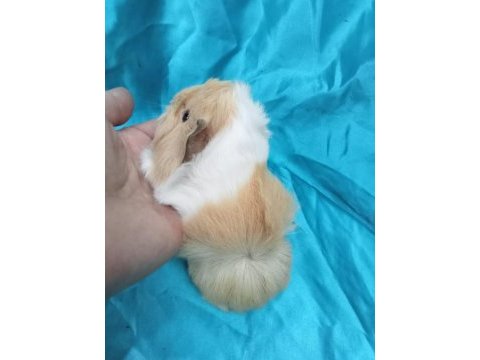 Yeni guinea pig yavrularımızı görmeden karar vermeyin