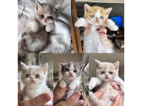 Harika exotic shorthair bebekler