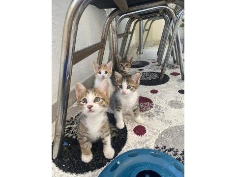 Acil gececi kalıcı yuva arıyorlar sokağa bırakıldı kediler