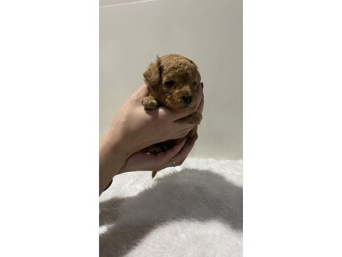 Apricot renk dişi erkek tam toy poodle yavrular