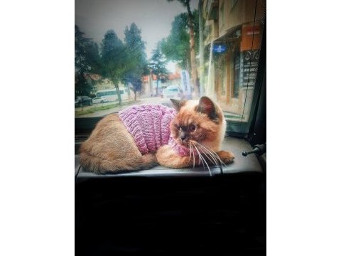 10 aylık british kedimiz karamel