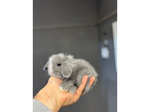 Hollanda lop tavşanları