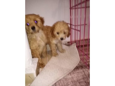 Oyuncu bebislerim yeni ailelerini bekliyor maltipoo